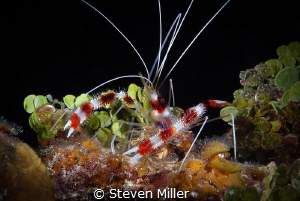 Coral Banded Shrimp- biggest I've ever seen, almost 6 inc... by Steven Miller 